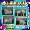 Bullcanes cachorros Bulldog Ingles y Fan