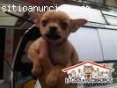 Chihuahua en venta, hembra o macho en Me