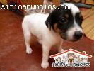 Fox Terrier en venta, hembra o macho en