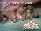 Pomerania en venta, hembra o macho en Me