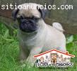 Pug en venta, hembra o macho en Medellín
