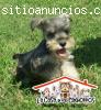 Schnauzer, en venta, hembra o macho en M