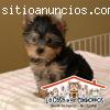 Yorkshire (yorkie) en venta, hembra o ma