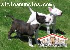 Bull Terrier en venta en Medellín con en