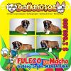 Bulldog Ingles hermosos cachorros!!!