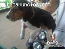 Venta de Cachorros Beagle tricolor hembr