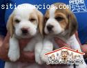 Beagle tricolor en venta, hembra o macho