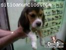 Se vende cachorro Beagle tricolor hembra