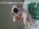 Cachorro en venta Bulldog Francés hembra