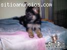Cachorro en venta Pastor Alemán hembra o