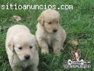 Cachorro en venta Golden Retriever hembr