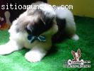 Cachorro en venta Shih-Tzu tricolor hemb