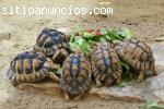 tortugas y huevos fértiles disponibles