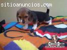 Se vende cachorro Beagle tricolor hembra