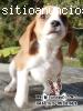 Se vende cachorro Beagle limón en Medell