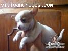 Se vende cachorro Chihuahua hembra o mac