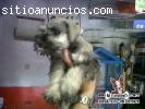 Se vende cachorro schnauzer,  hembra o m