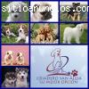 venta de cachorros todas las razas.
