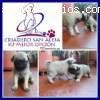 san aleja criadero vende lindos pug.