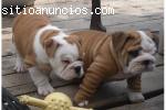 Excelentes cachorros de Bulldog Ingles