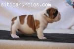 cachorros Bulldog Inglés