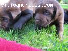 CACHORROS LABRADOR CHOCOLATE PURA SANGRE