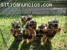 Yorkshire minis con pedigree