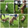 Rolling Dogs BOGOTA Paseos y Adiestramie