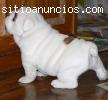 Calidad Bulldog Inglés cachorros disponi