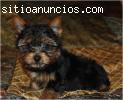 cachorros yorkie yorkshire terrier venta