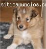 shetland sheepdog colombia pastor venta