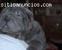 cachorra sharpei vendo shar pei vacunada