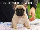 Encantadores cachorros bulldog francés p