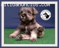 Venta de Schnauzer Miniatura Puros