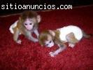 veterinario comprobado monos y chimpancé