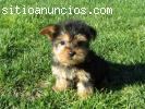 bien entrenado Yorkshire Terrier para re