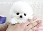 Cachorros Mini Toy Pomerania
