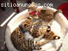 exótico F1 sabana y gatitos serval dispo
