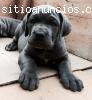 Venta cachorros puros mastin napolitano