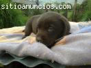 VENTA CACHORROS PUROS LABRADOR CHOCOLATE