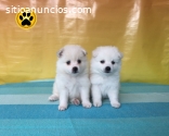 ACTRACTIVOS CACHORRITOS Pomerania