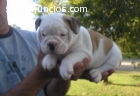 AKC cachorros bulldog registrada İspanyo