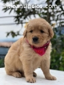 Anunciamos Golden Retriver Hermosos