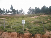 asesorias agroforestales colombia