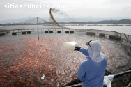 asesorias en proyectos piscicolas