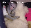 Así monos capuchinos bebé capacitado