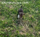 Beagle hembras y machos