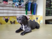 BEBES BULLDOG FRANCES BLUE  RAZA PURA