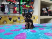 BEBES YORKSHIRE TERRIER RAZA PURA.