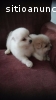 Bellos cachorros Pomerania